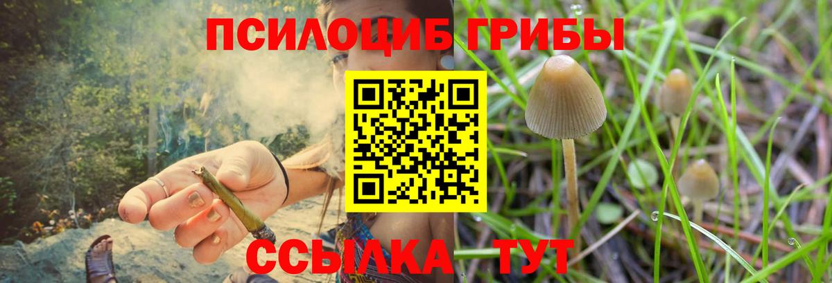 Псилоцибиновые грибы мицелий Краснодар